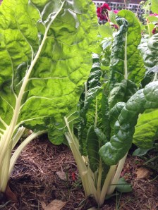 silverbeet patch