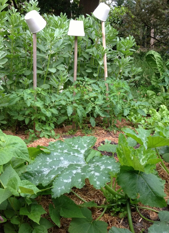 vegetable garden plot