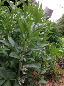 broad beans