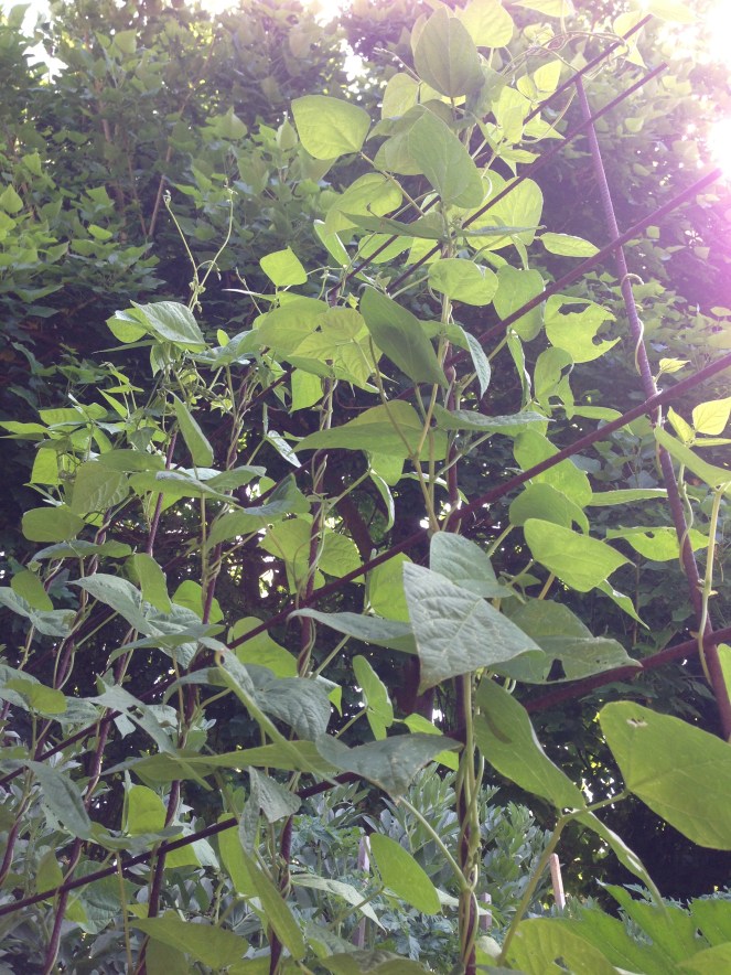 climbing beans