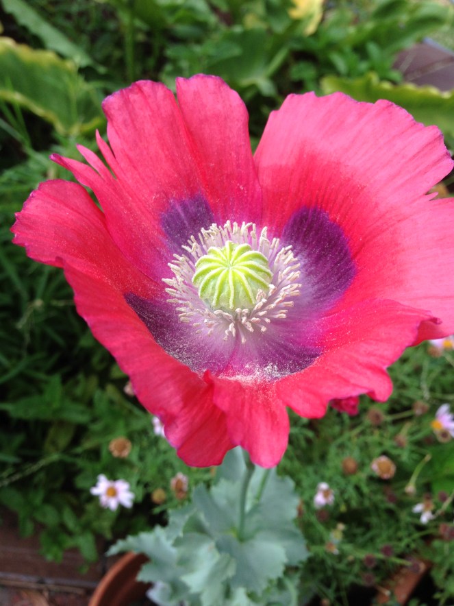 Red poppy