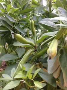 broad beans growing