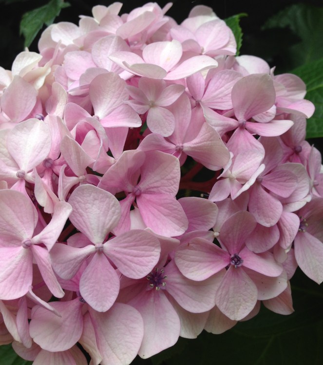  pink hydrangea