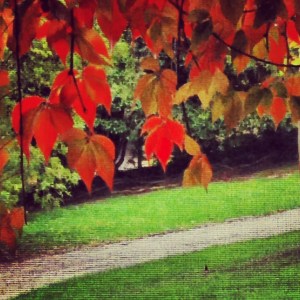 autumnal virginia creeper