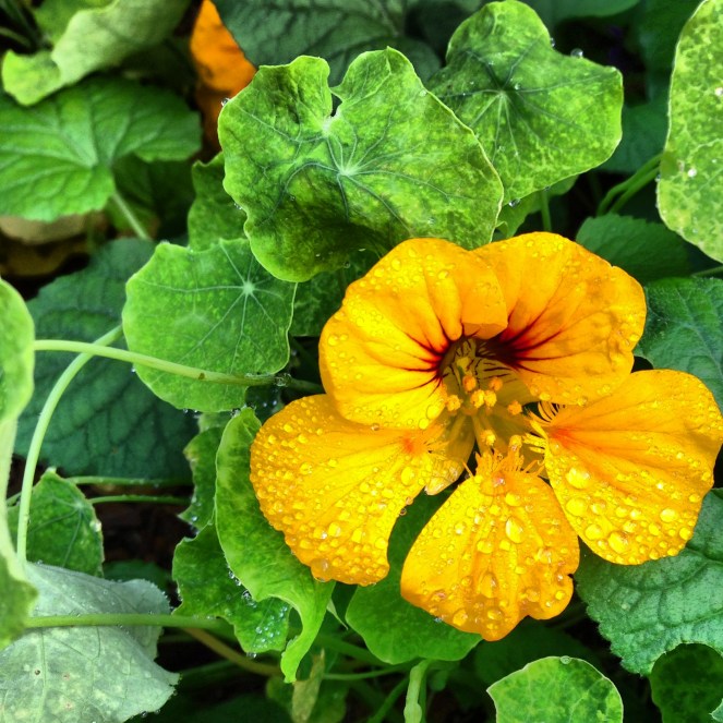Yellow nasturtium