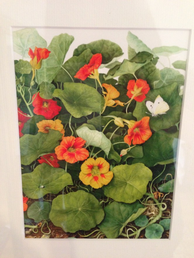 nasturtium art