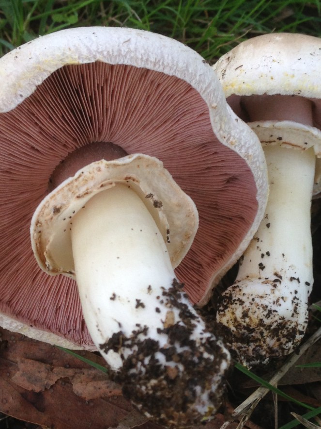 Backyard mushrooms