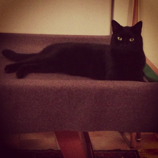 Lolly, black cat