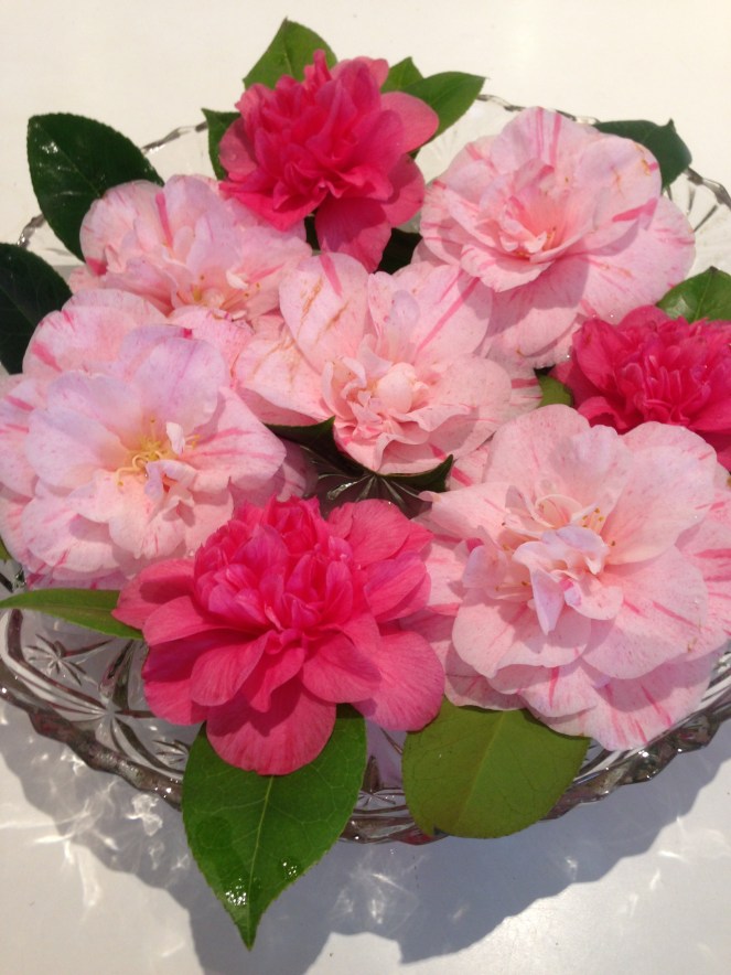camelia bowl