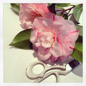 cut camelias