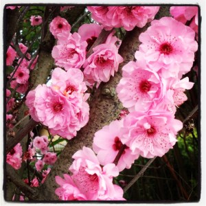 Prunus Blossom